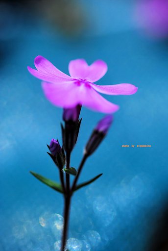 芝桜
