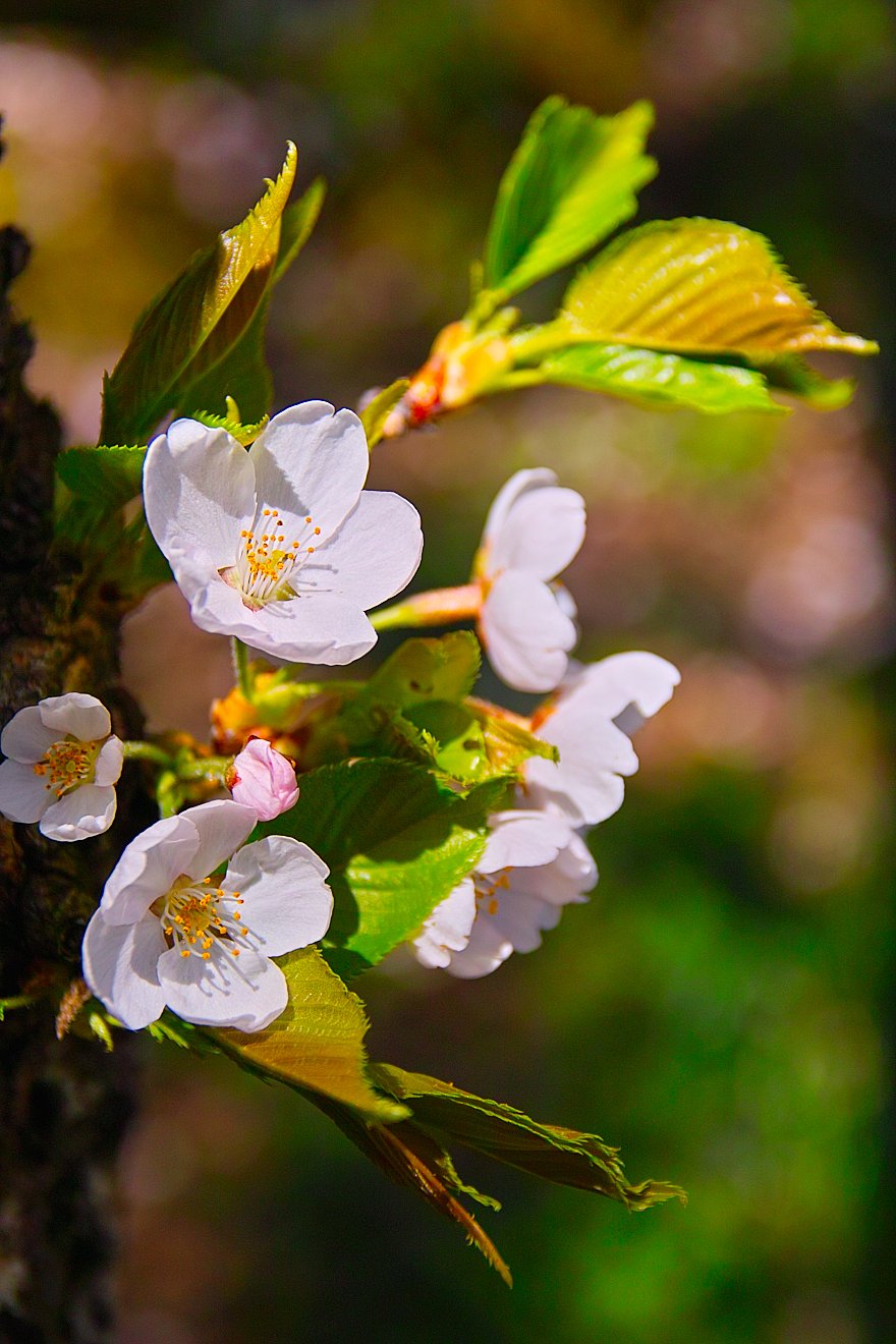 【淡彩】桜花弁