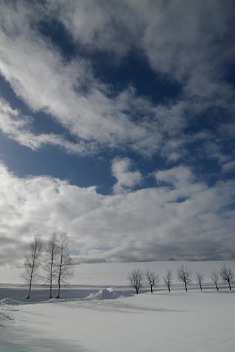 午後の日差し込む雪原で