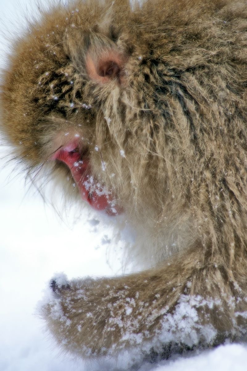 雪猿