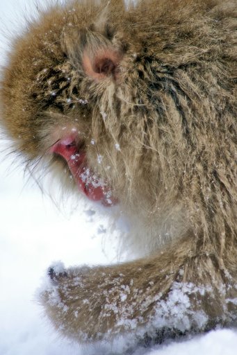 雪猿