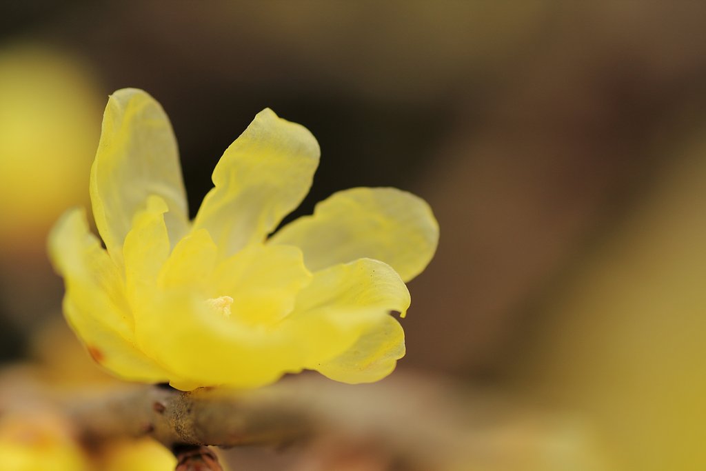 か弱き花