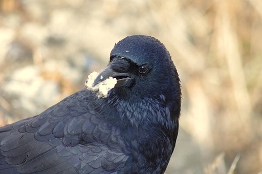 憎めないハシボソガラス