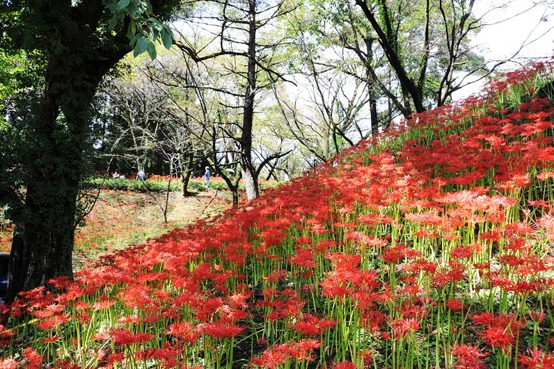 彼岸花の咲く丘