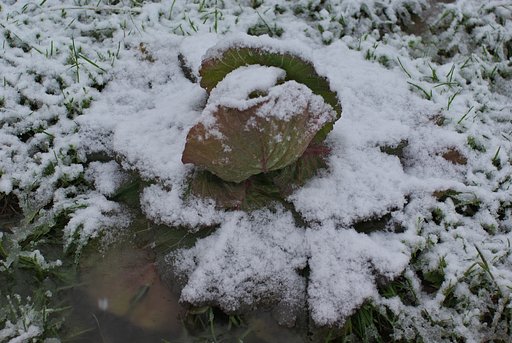 雪の花が咲きました・・