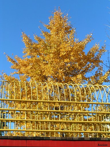Yellow