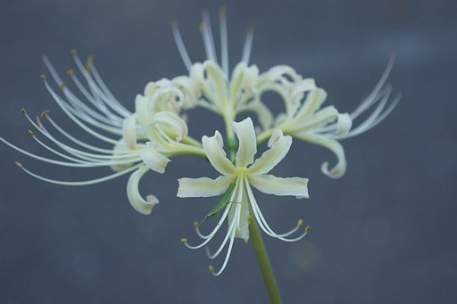 彼岸花　白