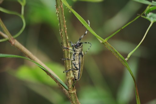 ミヤマカミキリ