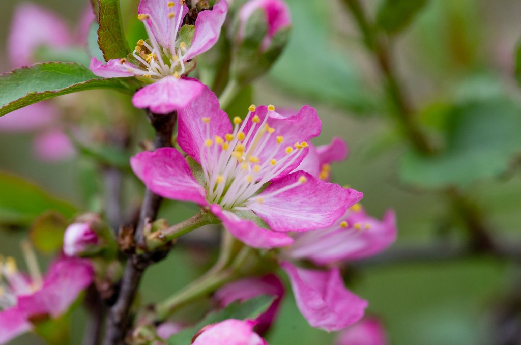 ニワウメの花が咲きはじめました。