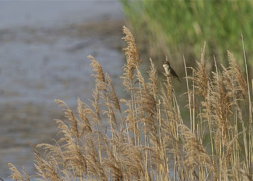 初夏の歌声