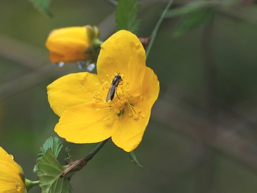 黄花に立ち寄って