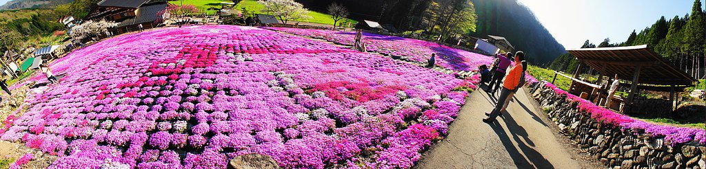 国田家の芝桜