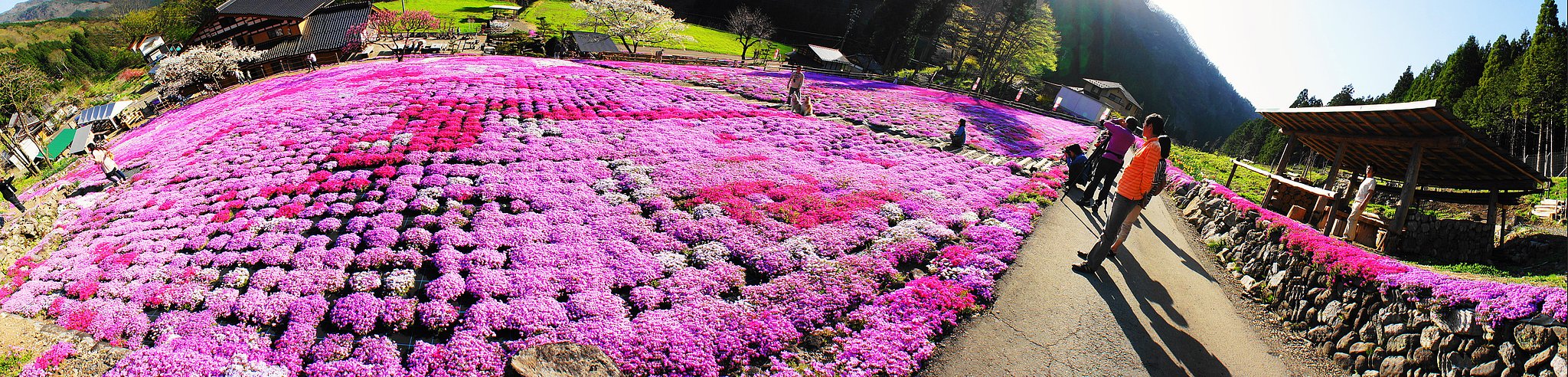 国田家の芝桜