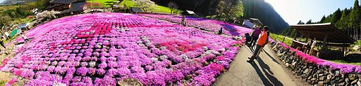 国田家の芝桜