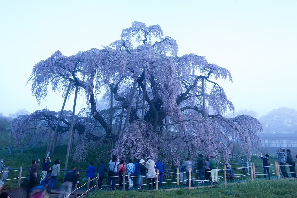 三春の滝桜