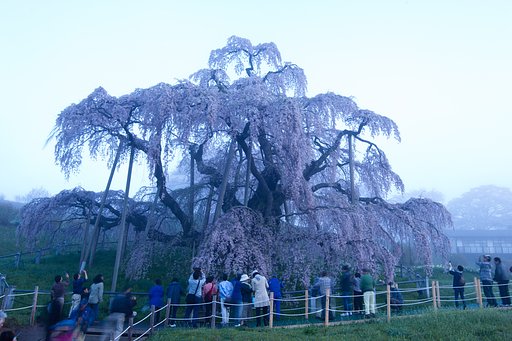 三春の滝桜