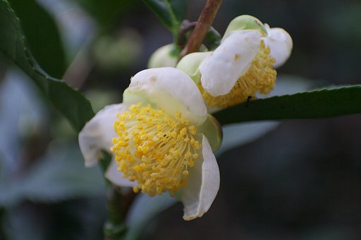 花、枝葉がゴチャゴチャと!