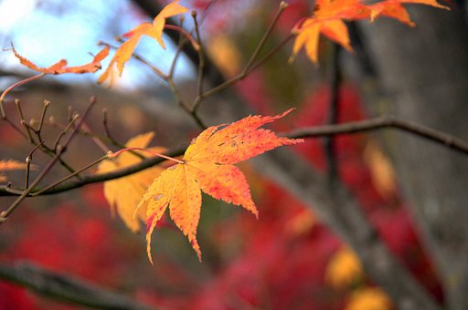 【紅】色の背景に黄葉が合いました