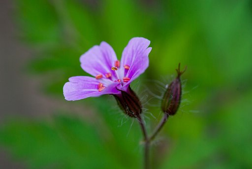 ムラサキカタバミが開花!