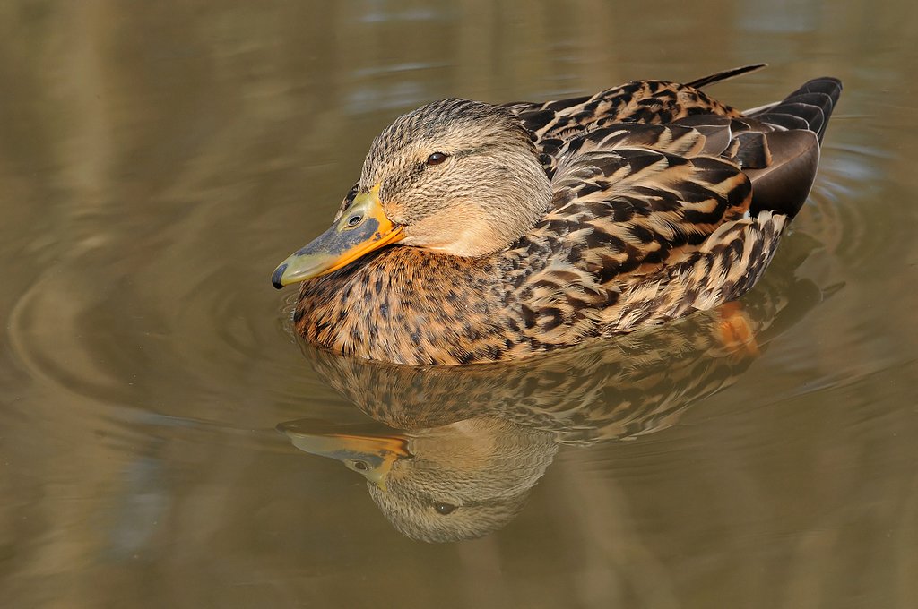 マガモ♀