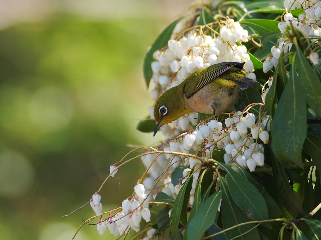 白花に囲まれて