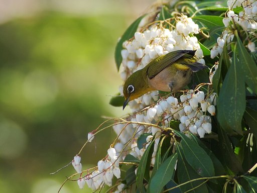 白花に囲まれて