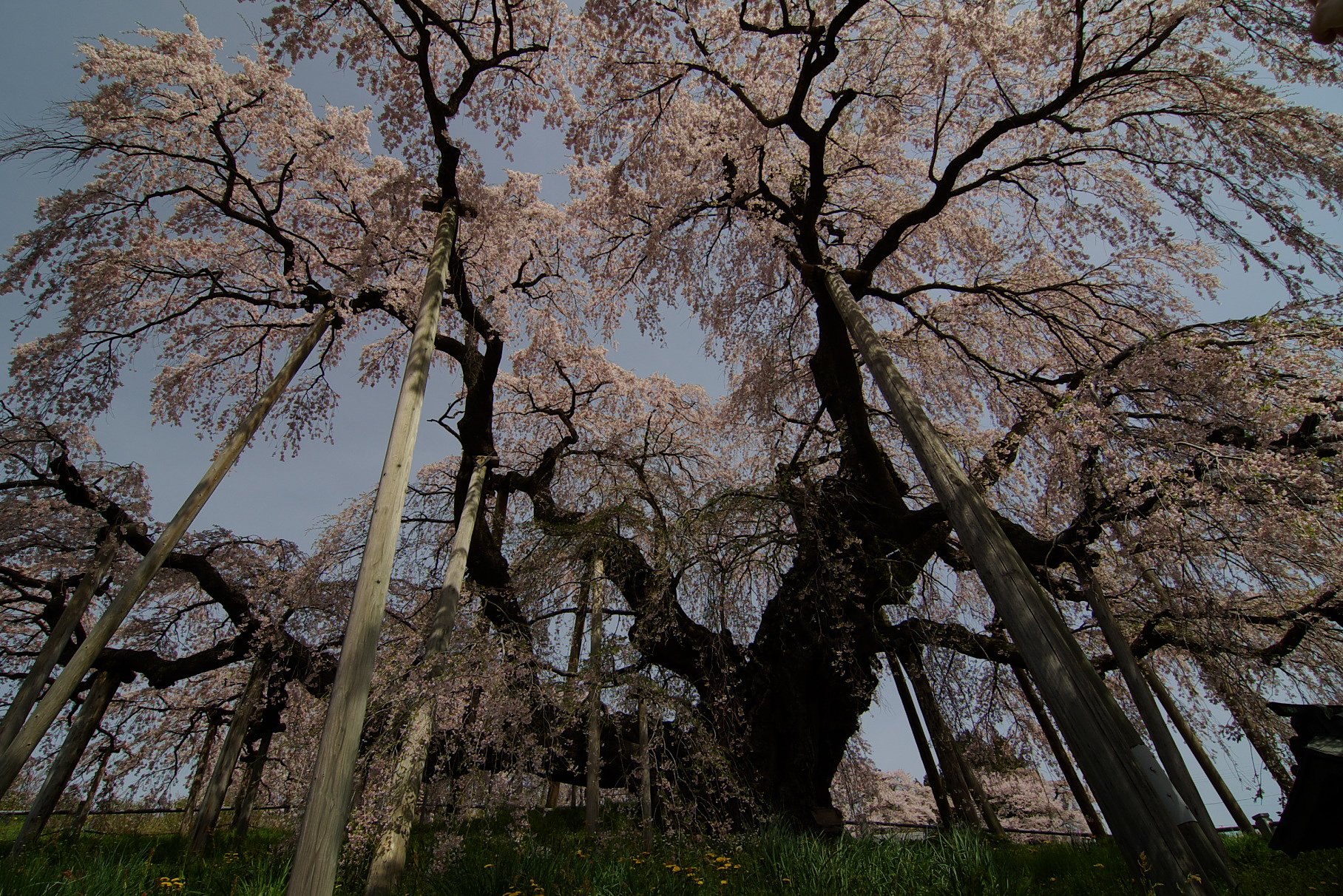 三春滝桜 12mm