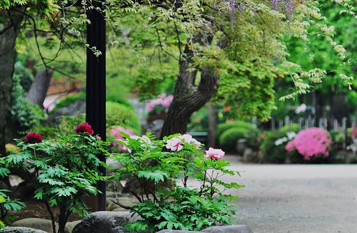 豪徳寺、牡丹・藤・ツツジ