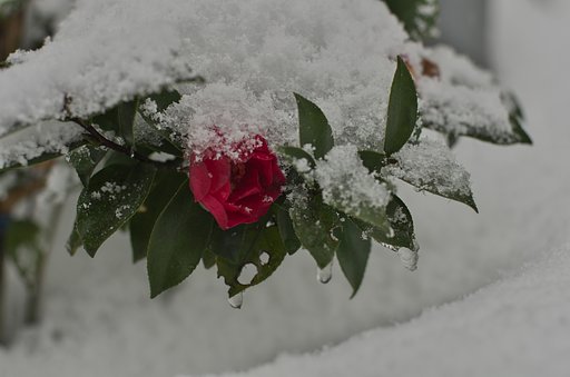 雪を冠った山茶花!