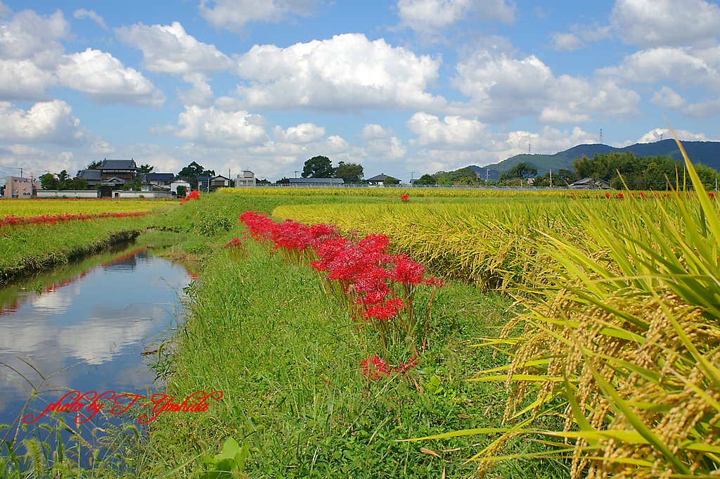 秋の田園