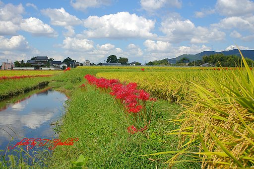 秋の田園