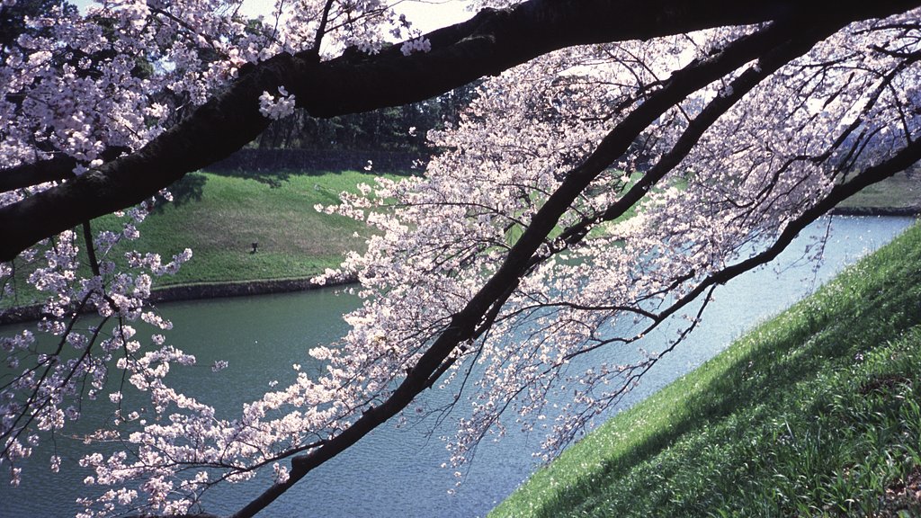 2012年の千鳥が淵〜フィルムで