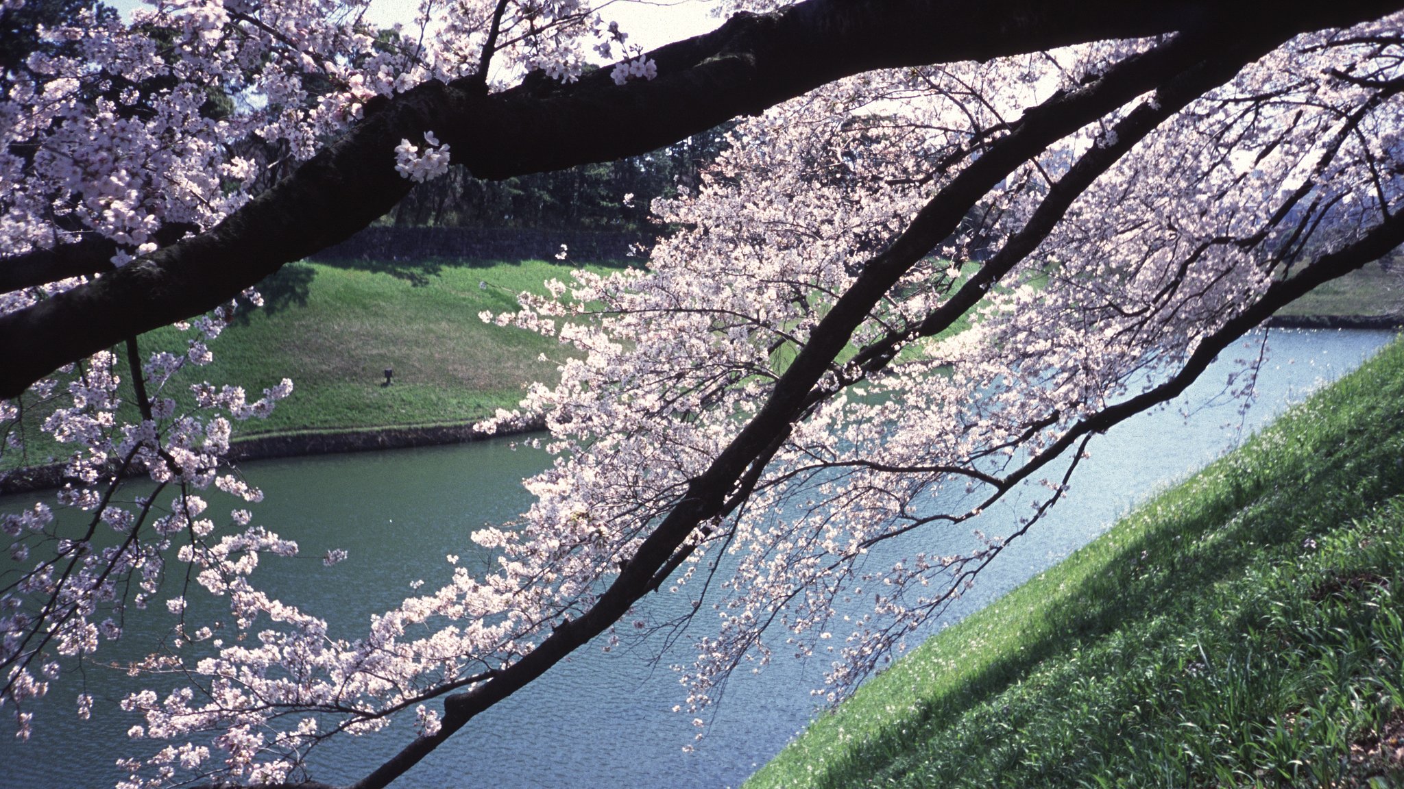 2012年の千鳥が淵〜フィルムで