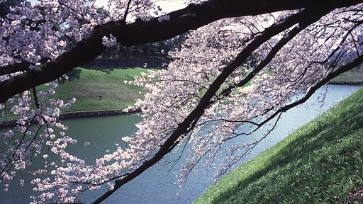 2012年の千鳥が淵〜フィルムで
