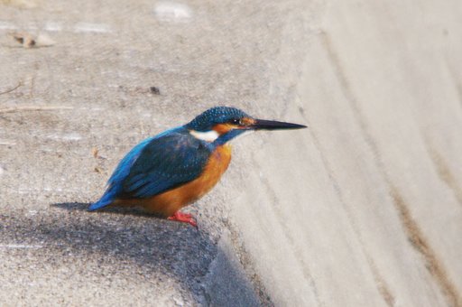 カワセミ