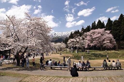 花見日和