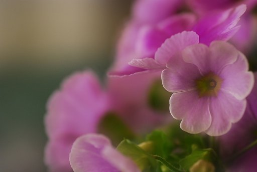 soft
