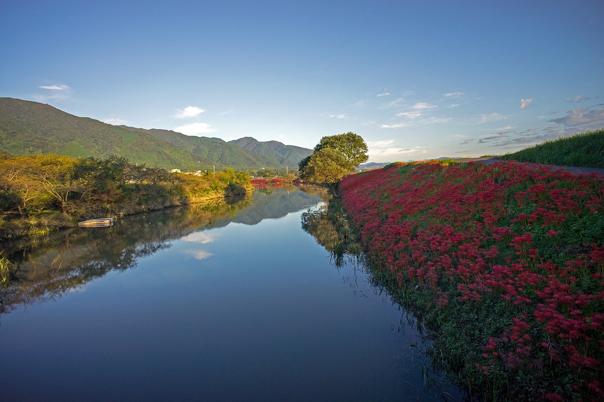 【風を感じて】彼岸花群生地