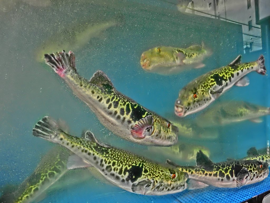トラフグ