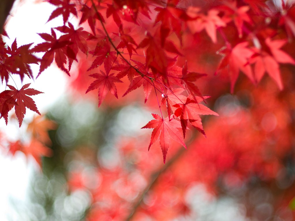 紅葉まつり開催中