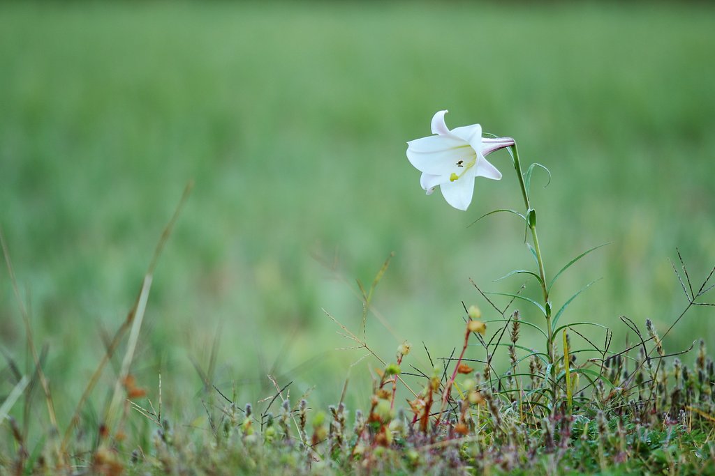 畔の華やぎ