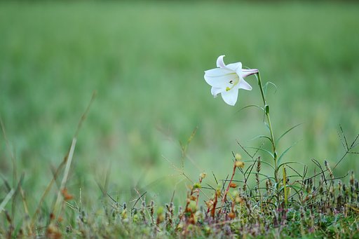 畔の華やぎ
