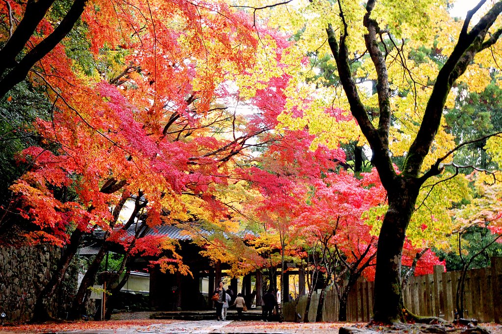 紅葉