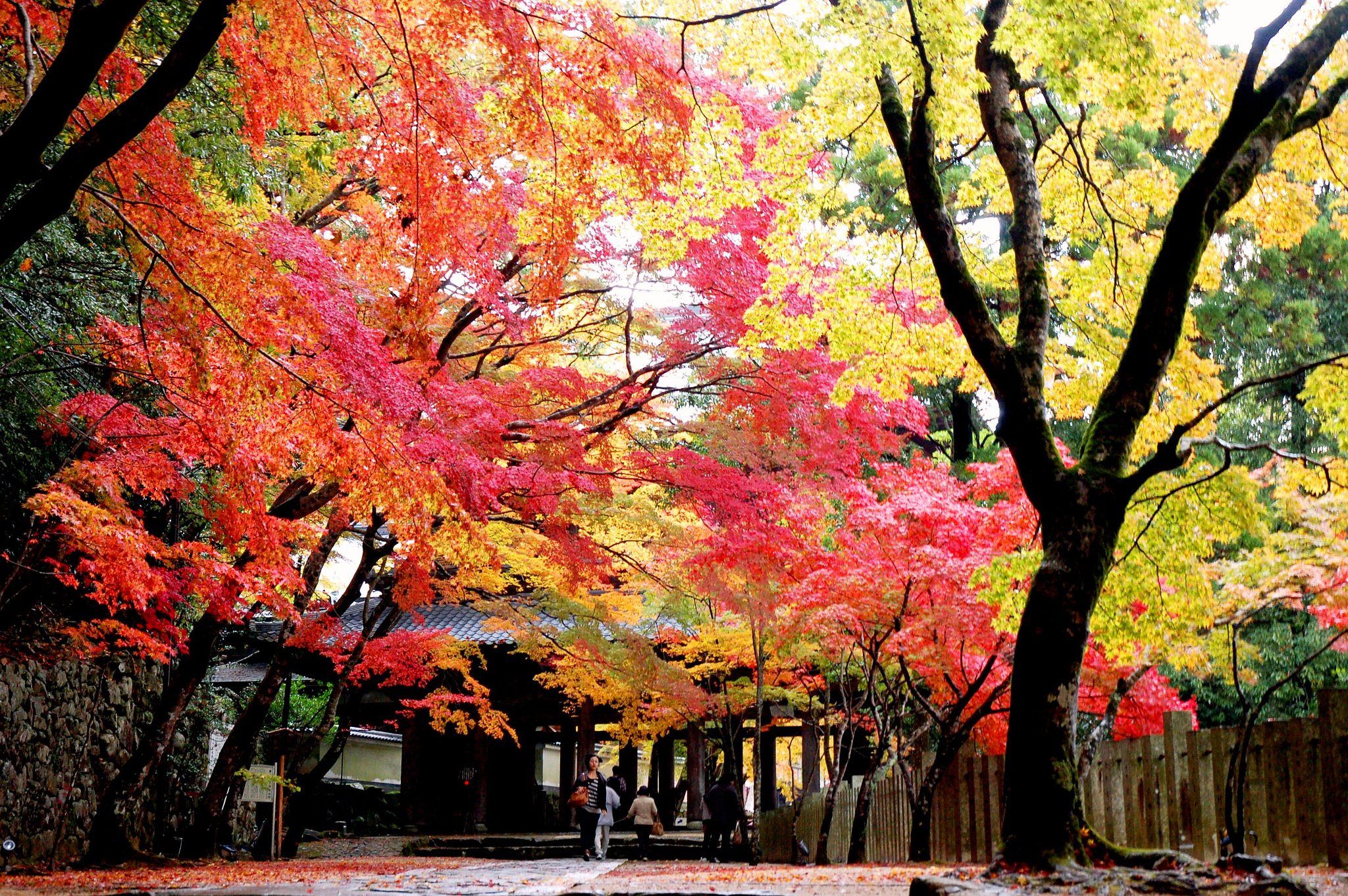 紅葉