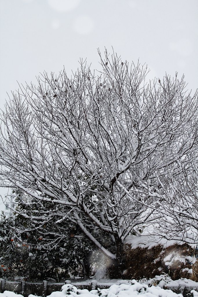 雪止まぬ朝