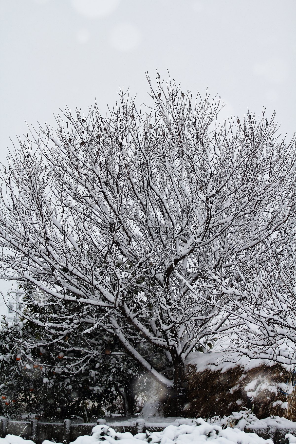雪止まぬ朝
