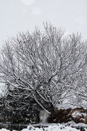 雪止まぬ朝