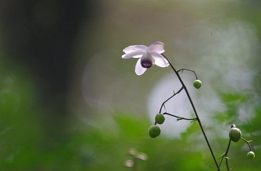 【わびさび】　独り