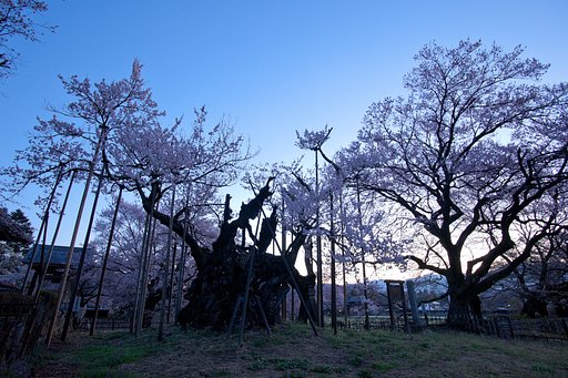 山高神代桜