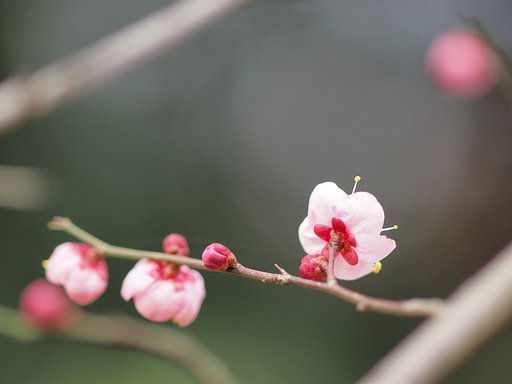 春はどっち？
